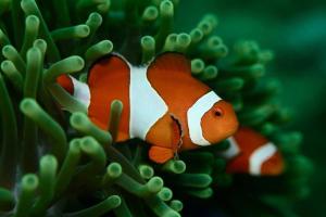 a clownfish in a clownfishylumneau at Dive and Trek Resort and Marine Sanctuary in Bauan