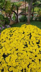 a pile of yellow flowers in a garden at THẢO NGUYÊN VILLA BẢO LỘC in B'su M'rac