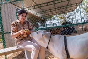 een vrouw op een bank die een koe voedt bij Abhishta Agri Farm Stay in Kunigal
