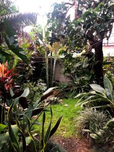 a garden with a bunch of plants and trees at Tanzania Homestay in Arusha