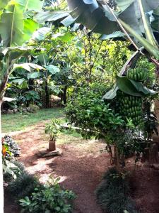 En hage utenfor Tanzania Homestay