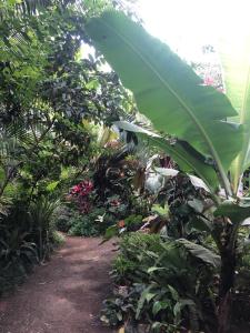 a dirt path in a garden with plants and trees at Tanzania Homestay in Arusha