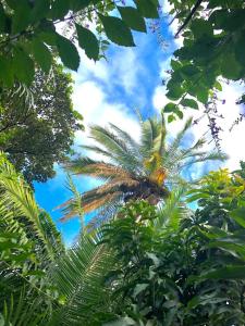 a palm tree sitting in the middle of trees at Tanzania Homestay in Arusha