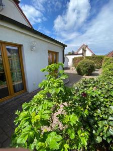 a large green bush in front of a house at Ferienhaus Leuchtturm in Fehmarn