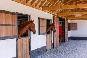 deux chevaux sautant de leurs stalles dans une écurie dans l'établissement Lady - Charming double room at ranch "De Blauwe Zaal", à Bruges