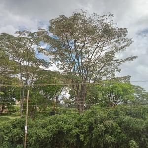 uma árvore no meio de um campo em Moh Cabins em Nyeri