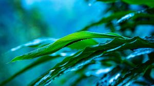 Fotografie z fotogalerie ubytování The Cascade Munnar v destinaci Anachal