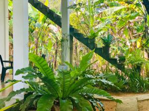Giardino di Dimuthu Green Villa