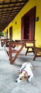 Pousada Soul Green في باراتي: كلب يستلقي على الأرض تحت طاولة نزهة