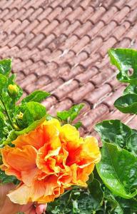 une personne tenant une fleur devant un bâtiment dans l'établissement Pousada Soul Green, à Parati