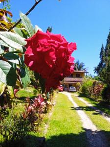 a red rose on a bush in front of a house at Pousada Soul Green in Paraty