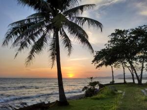 a palm tree on the beach at sunset at Hotel kumala samudra in Tjikakaka