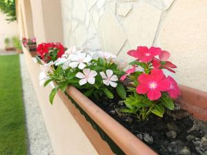 Vonkajšia záhrada v ubytovaní Enci Apartman