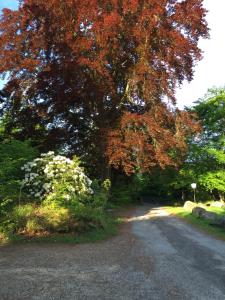 Zahrada ubytování Le Chalet