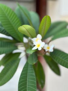 una planta con flores blancas y hojas verdes en Pousada Colorado, en Olímpia