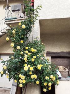 伊格涅的住宿－Appartement de caractère，建筑物边的一束黄色花
