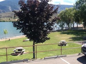 a tree in a park next to a body of water at Vintage Merlot Bed and Breakfast in Oliver
