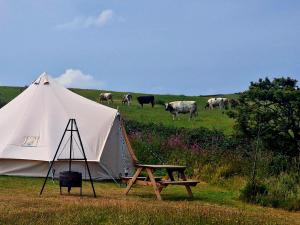 a tent with a bench and cows in a field at Beautiful 1-Bed bell tent in Holyhead in Holyhead