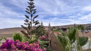 a view of a desert with palm trees and flowers at DreamCatcher Homes in Mirleft