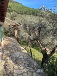una pared de piedra con un olivo en una colina en Villino Glicine, en Buti