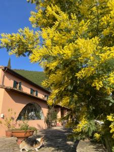 un gato tirado bajo un árbol amarillo delante de un edificio en Villino Glicine, en Buti