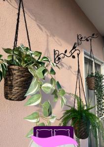 Pokój z roślinami wiszącymi na ścianie w obiekcie B&B ANASTASIA w mieście Pompeje