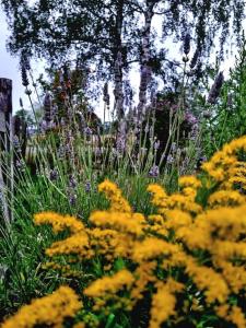 a field of yellow flowers with trees in the background at Unieke trekkershut in Zelhem
