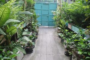 un pasillo ajardinado con plantas y una valla azul en Eco House en Bangkok