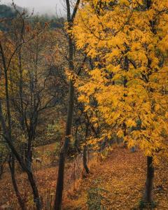a path in the woods with yellow trees at Casutele din Poienita in Comarnic