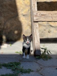 un gato blanco y negro de pie bajo un banco de madera en Revaklı Ev Guest House, en Rizokarpaso