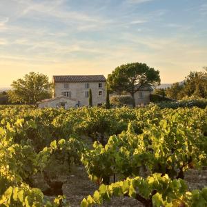 een wijngaard met een huis op de achtergrond bij Le Cottage du Chat Blanc in Saint-Didier