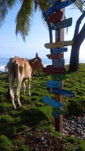 Φωτογραφία από το άλμπουμ του El Hongo Finca Hostal / Camping σε Capurgana