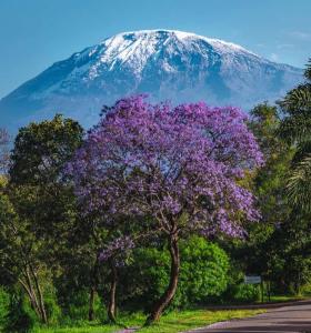 un árbol con flores púrpuras frente a una montaña en Kilimanjaro poa, en Moshi