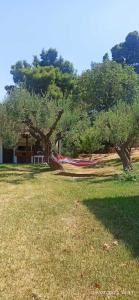 a park with a tree and a hammock in the grass at Paradise house in Kriopigi