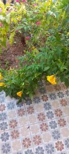 um jardim com flores num piso de azulejo em Dar merouan em Essaouira