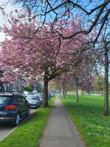 a tree lined sidewalk with cars parked in a park at Mackenzie Guest house in Edinburgh