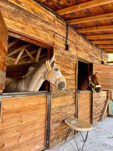 dos caballos están mirando fuera de un establo de madera en Bagdat Resort, en Yalova
