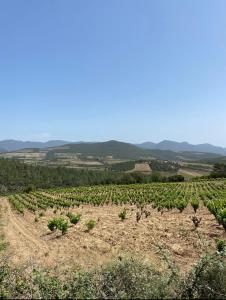 een wijngaard in het midden van een veld bij Le Berlioz-Studio-Clim-Wifi-Balcon in Béziers