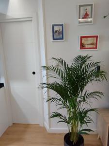a plant in a black pot in a room at Apartamento La Carola in Bilbao
