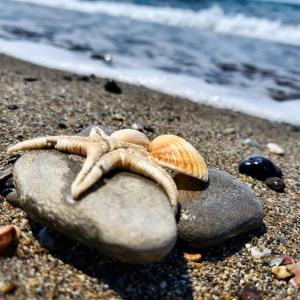 Un crabe assis sur un rocher sur la plage dans l'établissement Residence Casa Di Caccia, à Marina di Bibbona