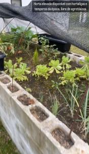 a garden in a car with plants in it at Refúgio nascer das águas in Gravatal
