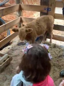 a little girl looking at a cow in a pen at Refúgio nascer das águas in Gravatal