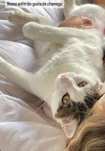 a cat laying on its back on a bed at Refúgio nascer das águas in Gravatal