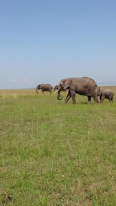 a herd of elephants walking in a field at orkaria safari mara camp in Sekenani