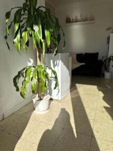 a plant in a white pot in a living room at Apartamento de 2 habitaciones Sant Andreu in Barcelona