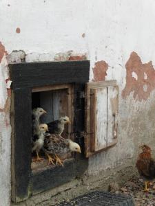 eine Gruppe von Vögeln, die in einer Holzkiste stehen in der Unterkunft Eneby Gård Apartments in Sköldinge