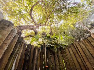 uma árvore que cresce sobre uma cerca de madeira em Pousada Zen Caraiva em Caraíva