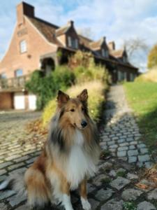Domácí mazlíčci ubytovaní s hosty v ubytování B&B Lili's Tuin