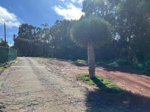 a palm tree on the side of a dirt road at Casa Rural Los Tilos Betancor in Moya