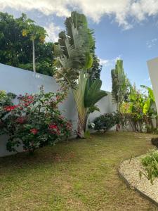 un jardin avec un palmier à côté d'un mur blanc dans l'établissement Gîte Guidou, à Saint-Louis